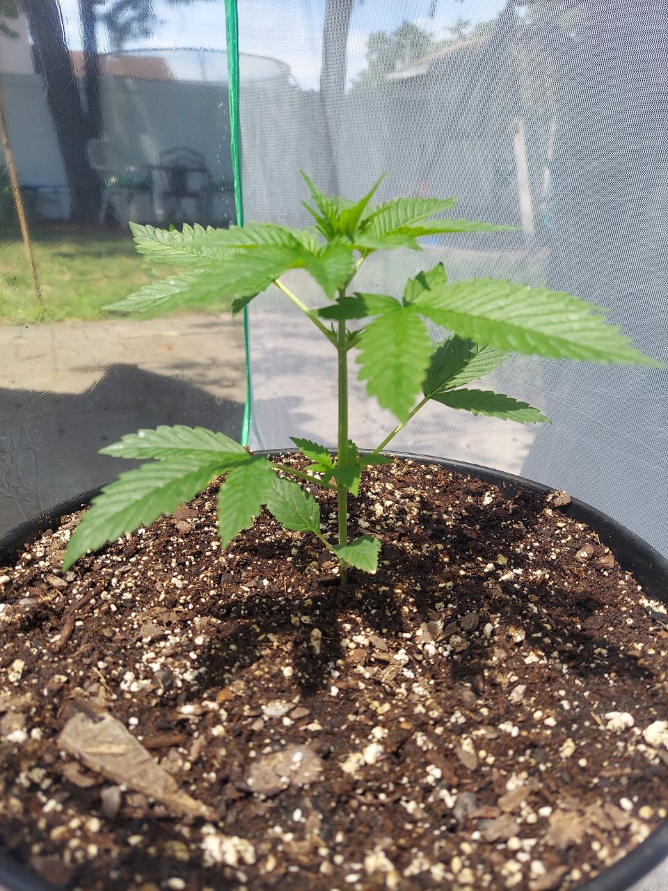 Bubblegum Autoflower-Outdoor Grow-Grow Journal