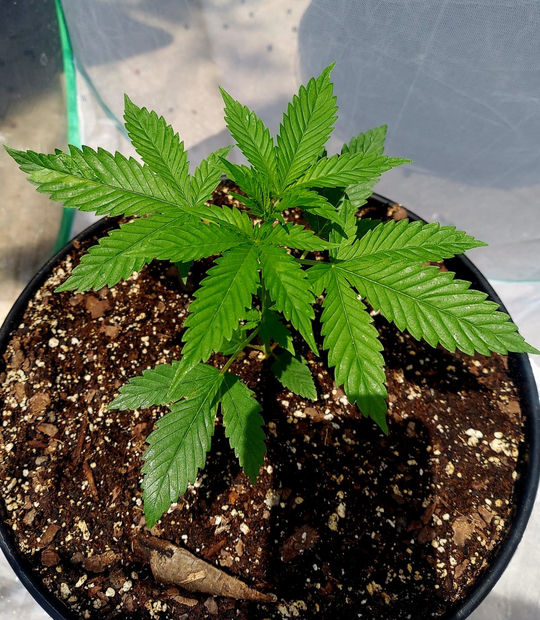 Bubblegum Autoflower-Outdoor Grow-Grow Journal