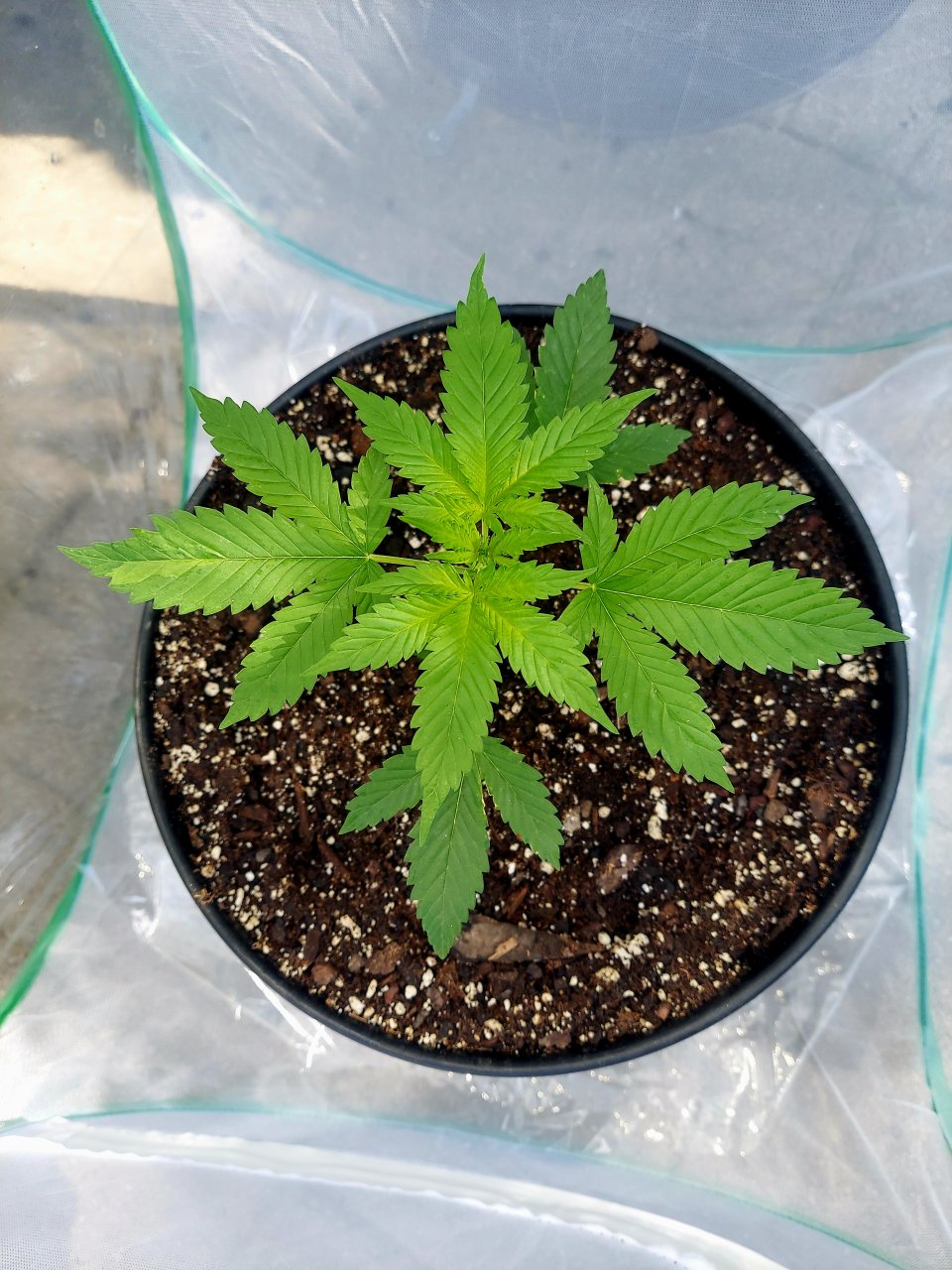 Bubblegum Autoflower-Outdoor Grow-Grow Journal