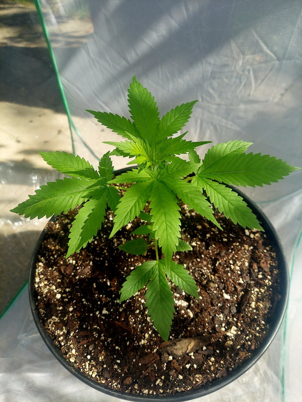 Bubblegum Autoflower-Outdoor Grow-Grow Journal