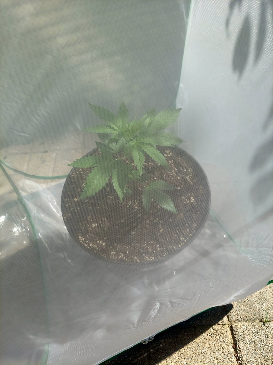 Bubblegum Autoflower-Outdoor Grow-Grow Journal