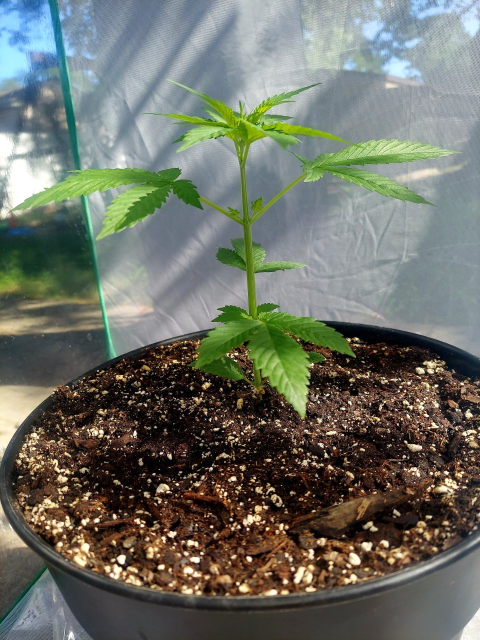 Bubblegum Autoflower-Outdoor Grow-Grow Journal