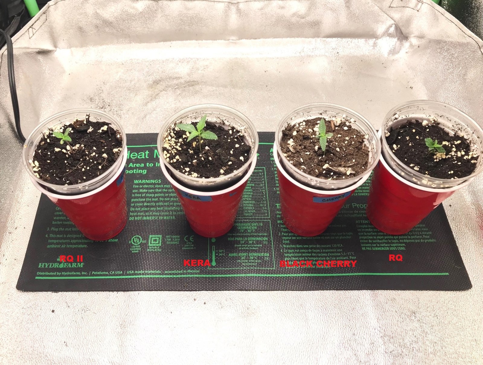 Bubblegum Grow 3-22-22 Day 8 labels.jpg