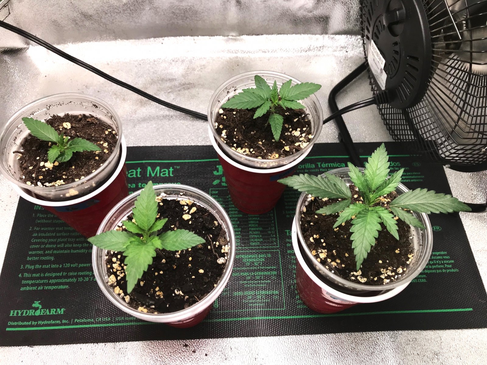 Bubblegum Grow 3-28-22 Day 14.jpg