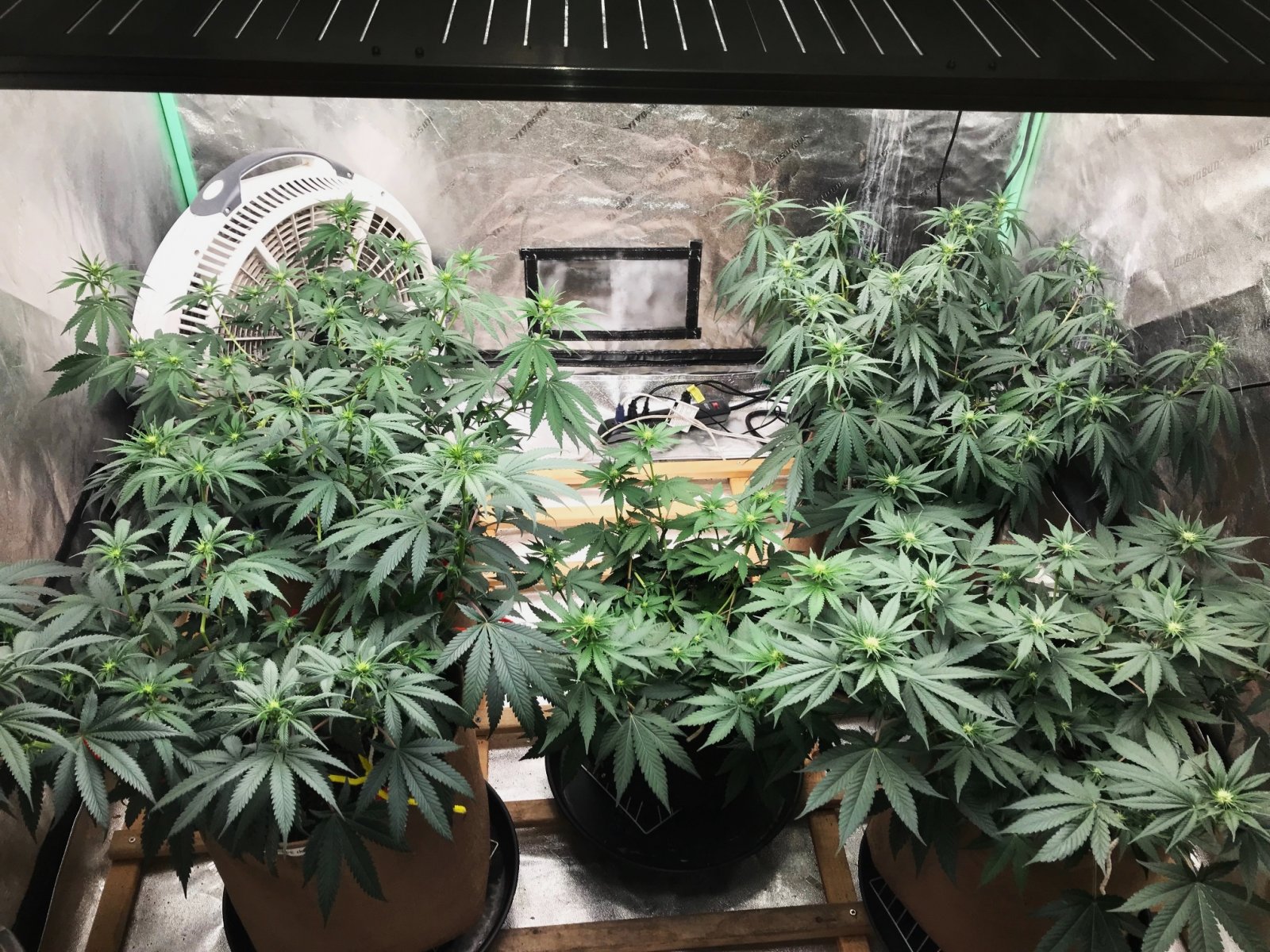 Bubblegum Tent 5-13-22 F13.jpg