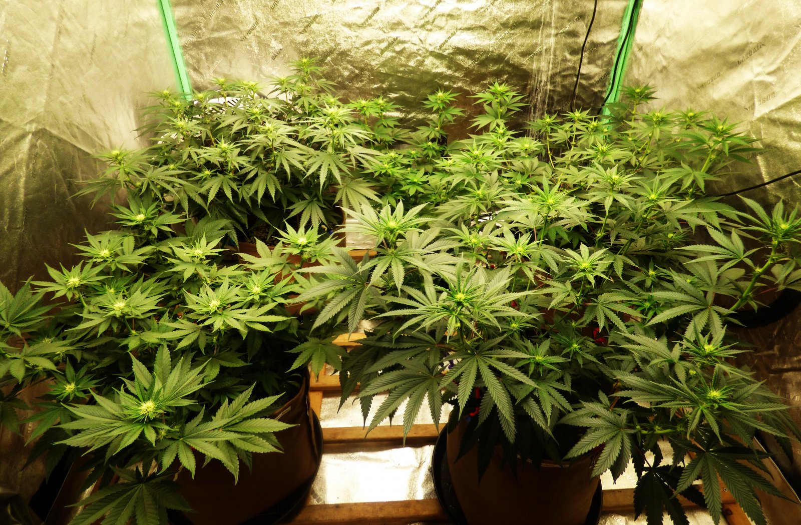 Bubblegum Tent 5-15-22 F15.JPG