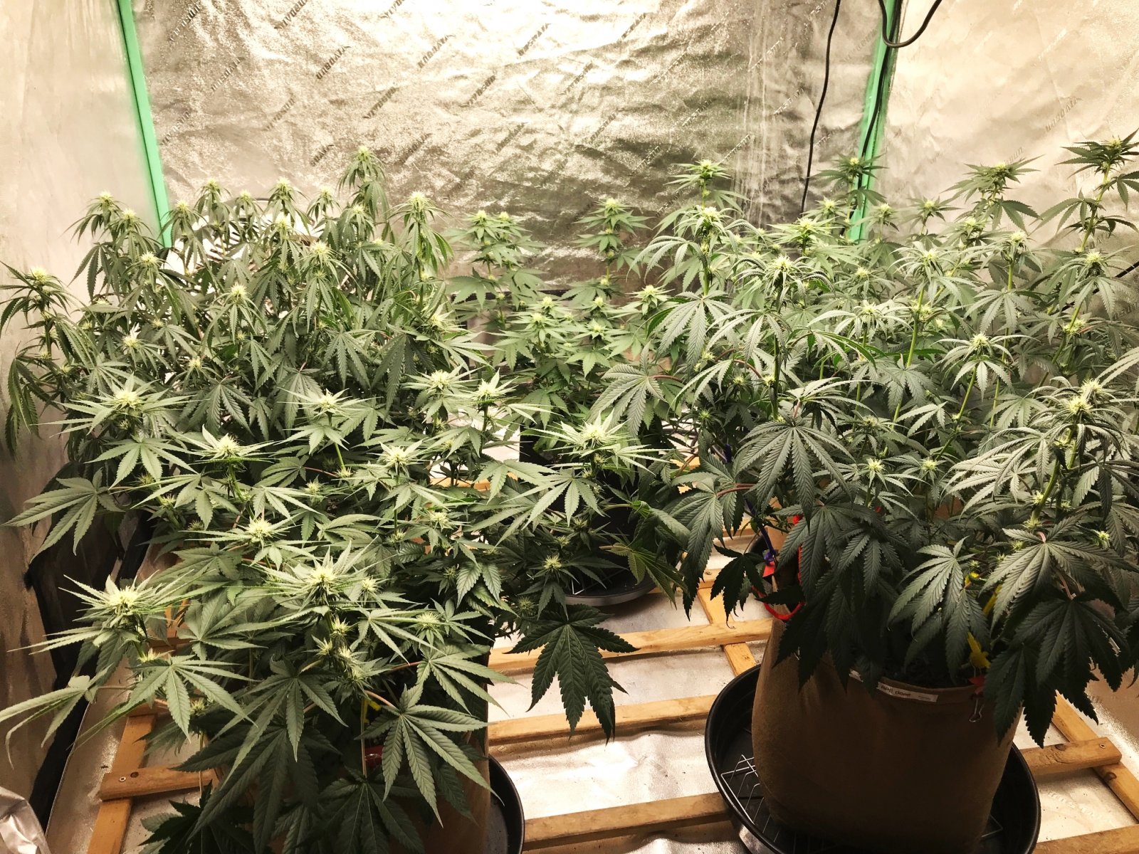 Bubblegum Tent 5-18-22 F18 thirsty kera.jpg