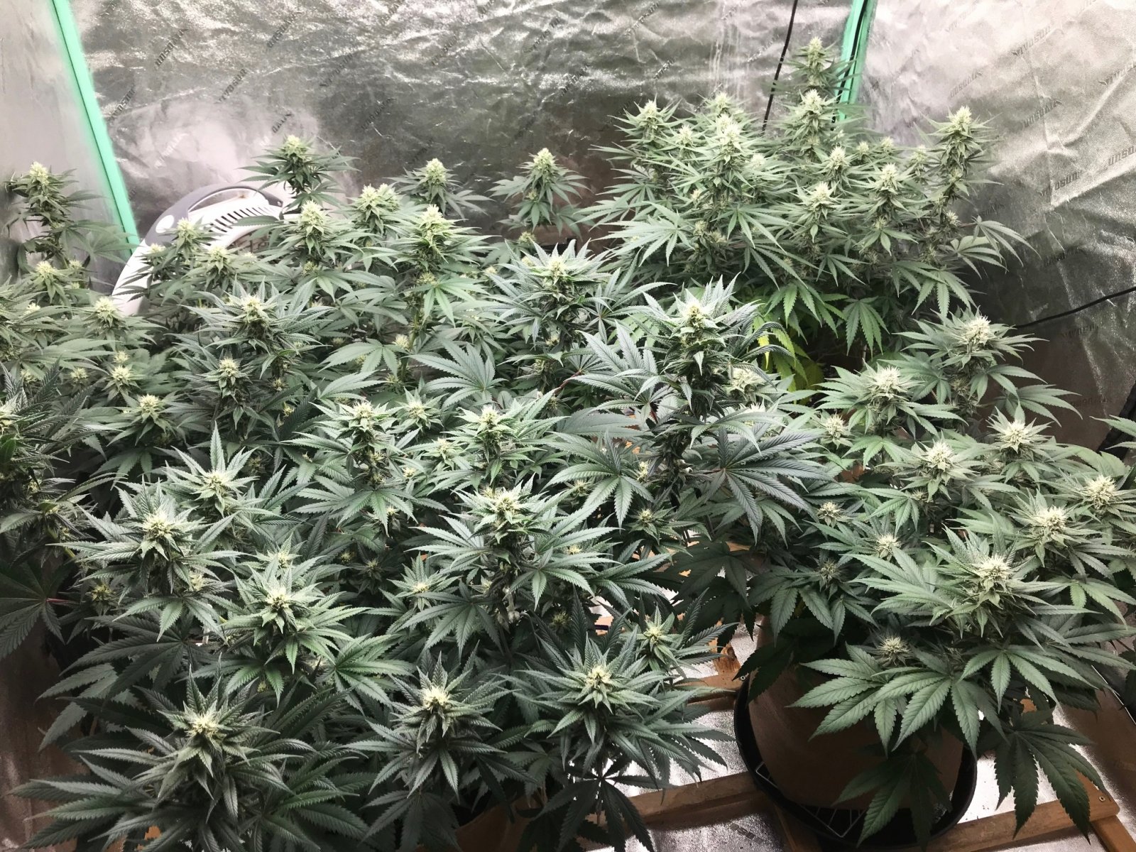 Bubblegum Tent 5-29-22 F29.jpg