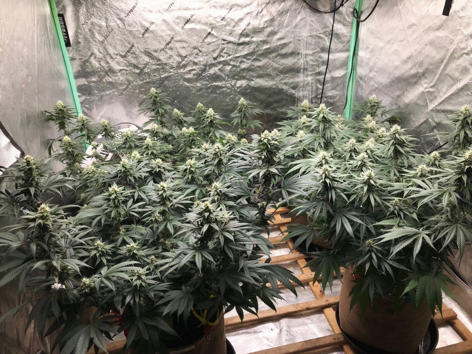 Bubblegum Tent 5-31-22 F31.jpg