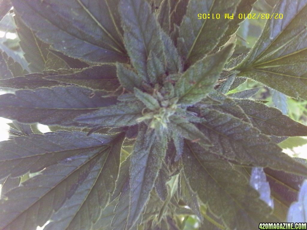 bubblegummer 7 weeks in bud