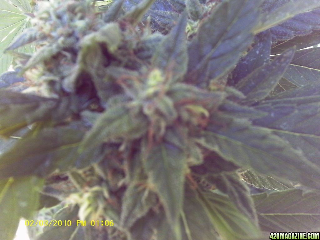 bubblegummer double headed 7 weeks in bud