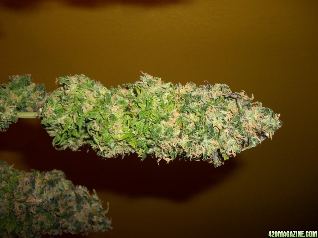 Bubblelicious bud