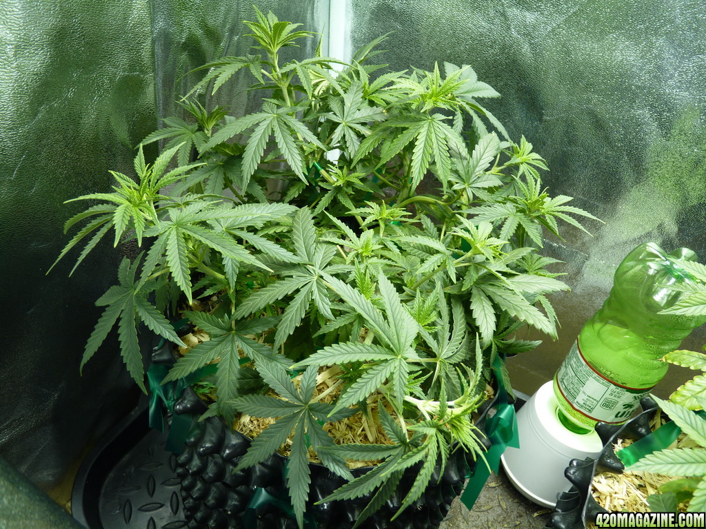 Bubbles Day 41 Veg