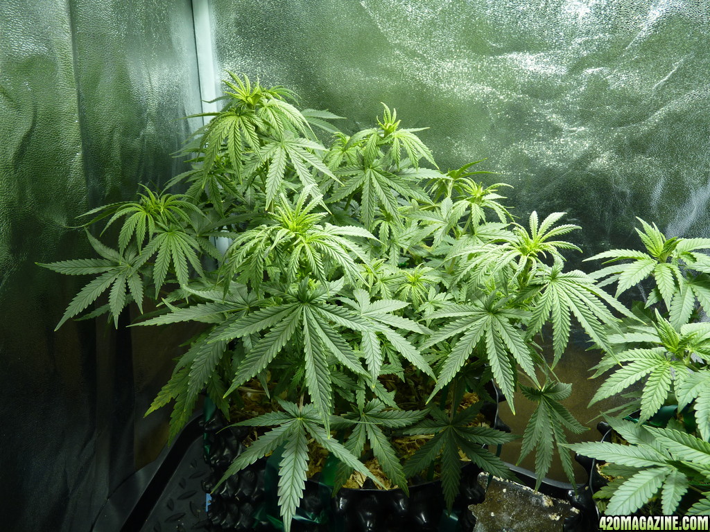 Bubbles day 49 veg