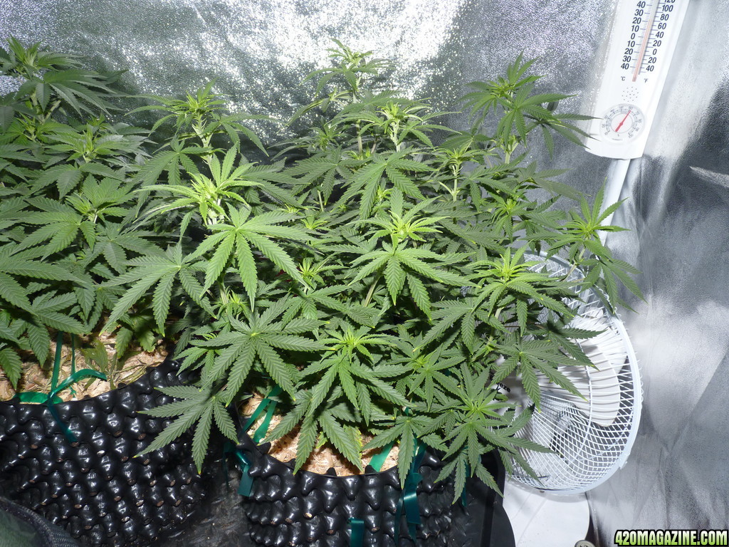 Bubbles day 53