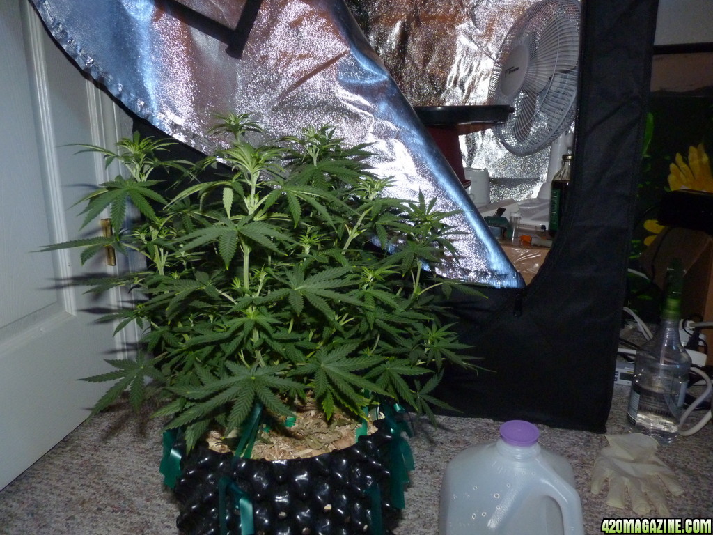 Bubbles day 53