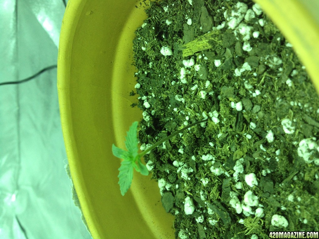 Bubbles (indica/sativa) 4/16/13