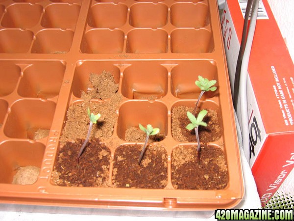 bubblicious seedlings