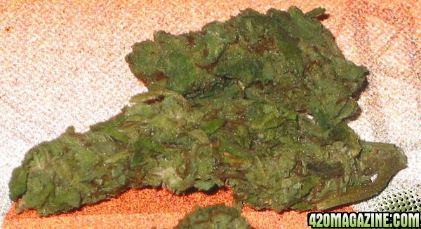 Bud 1