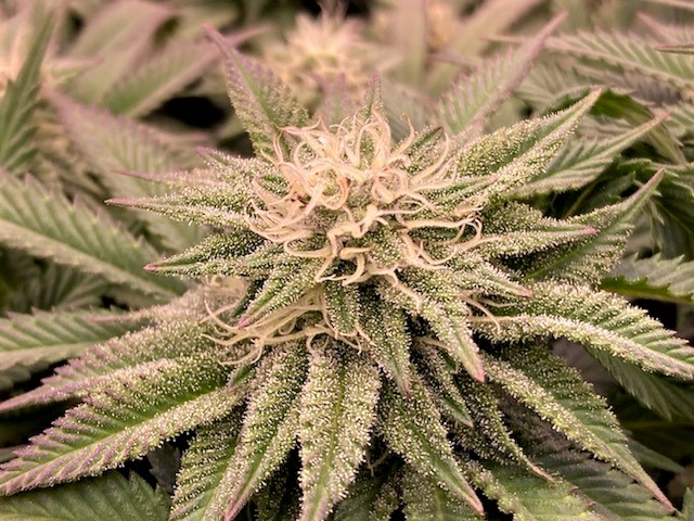 Bud 3 Oct 26.jpg