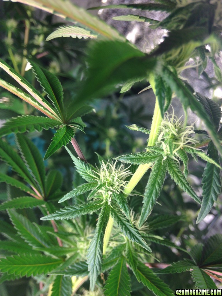 bud development on miss Mango day 20 in flower