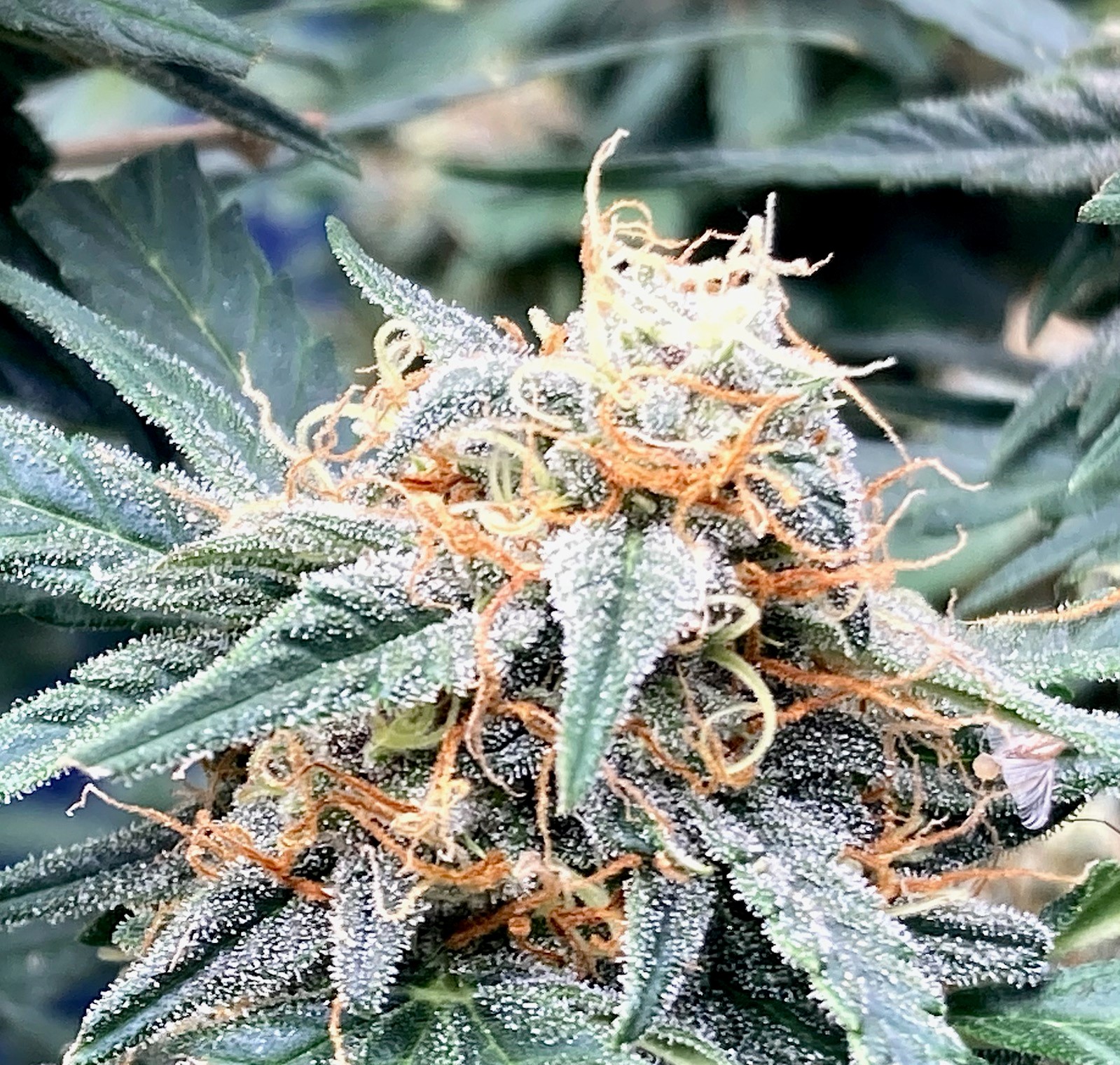 Bud dsd3.jpg