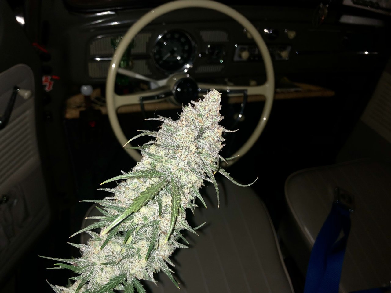 Bud in the Bug