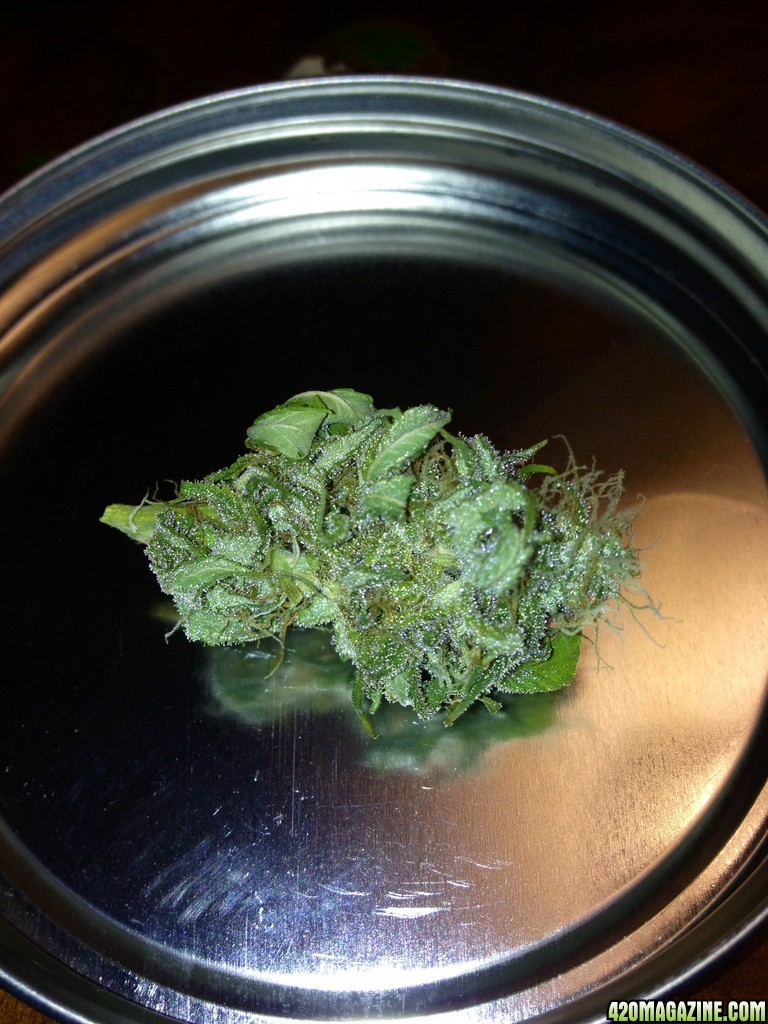 Bud of Month November 13