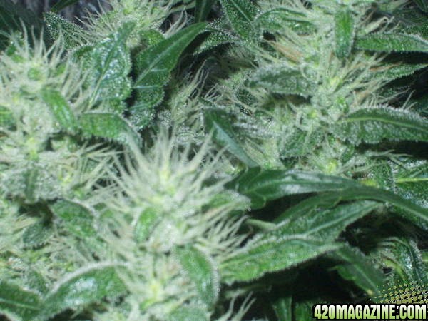 bud pics