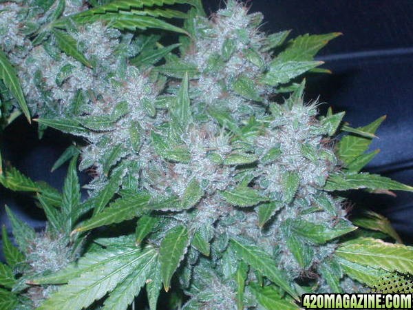 bud pics