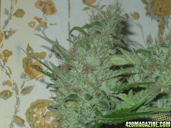 bud pics