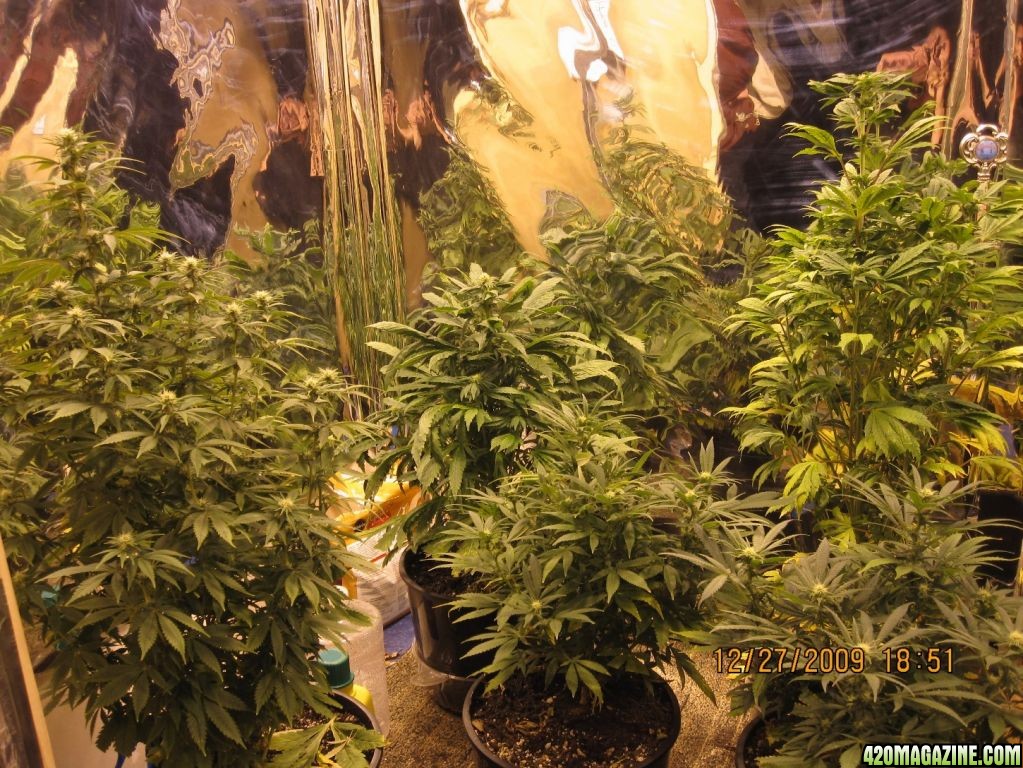 Bud room 3 weeks