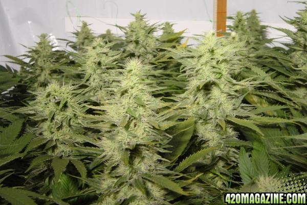 BUD ROOM