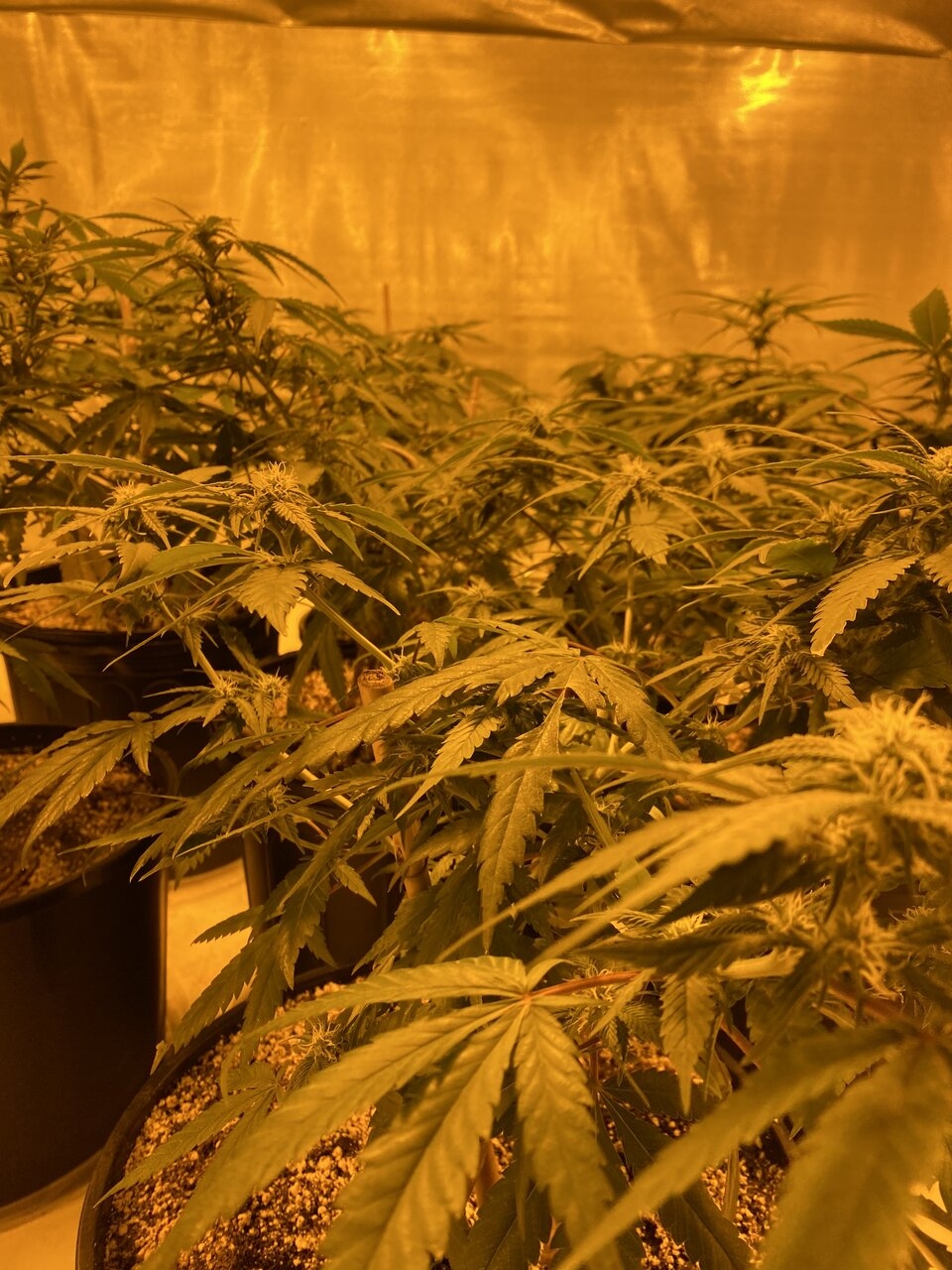 Bud room