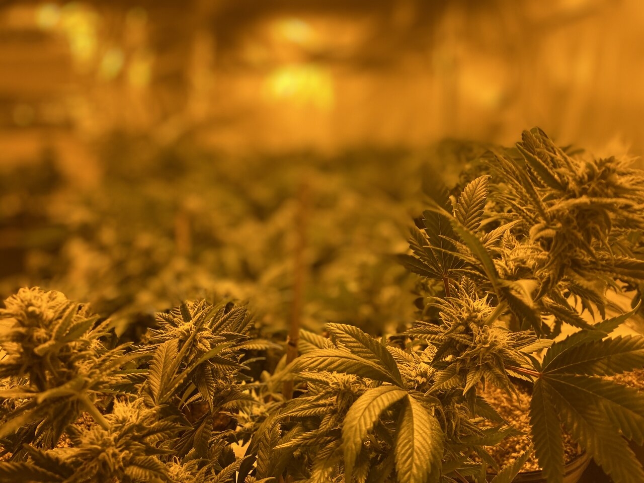 Bud Room