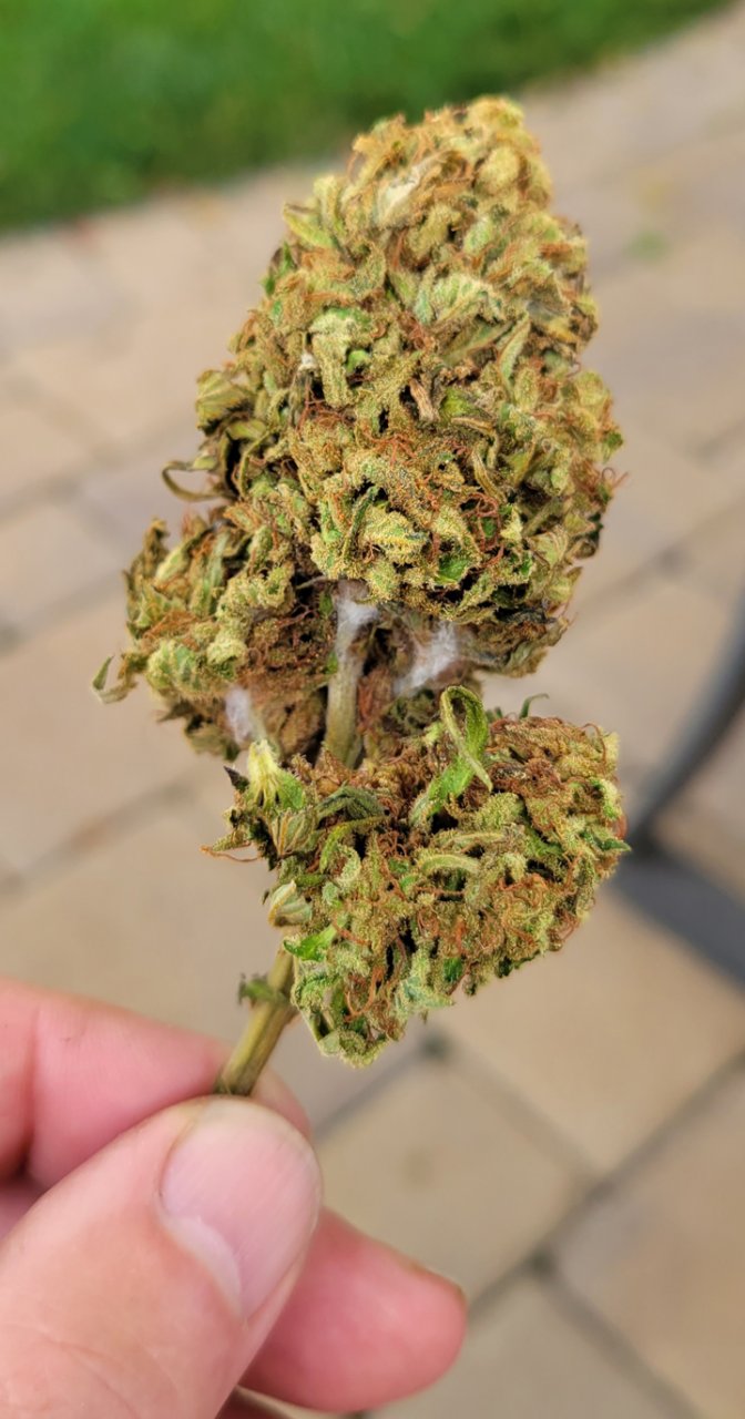 Bud Rot 01.jpg