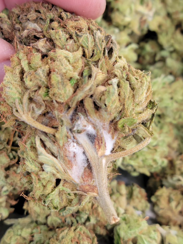 Bud Rot 02.jpg