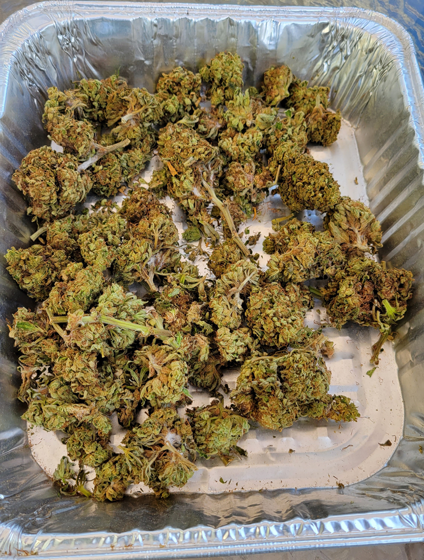 Bud Rot 03.jpg