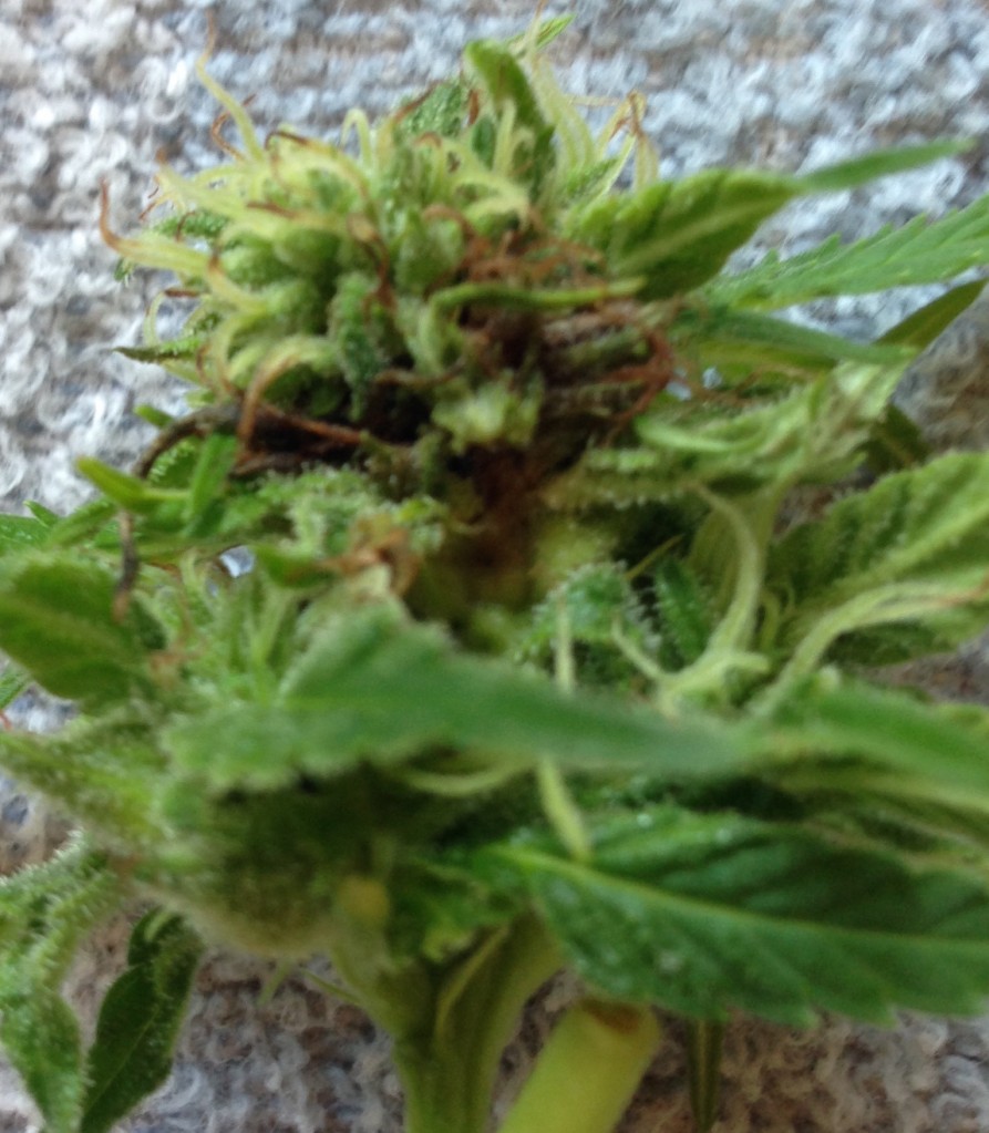 Bud rot