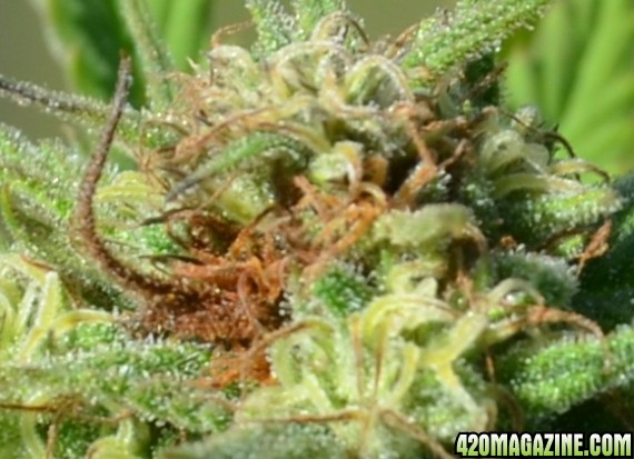 bud rot