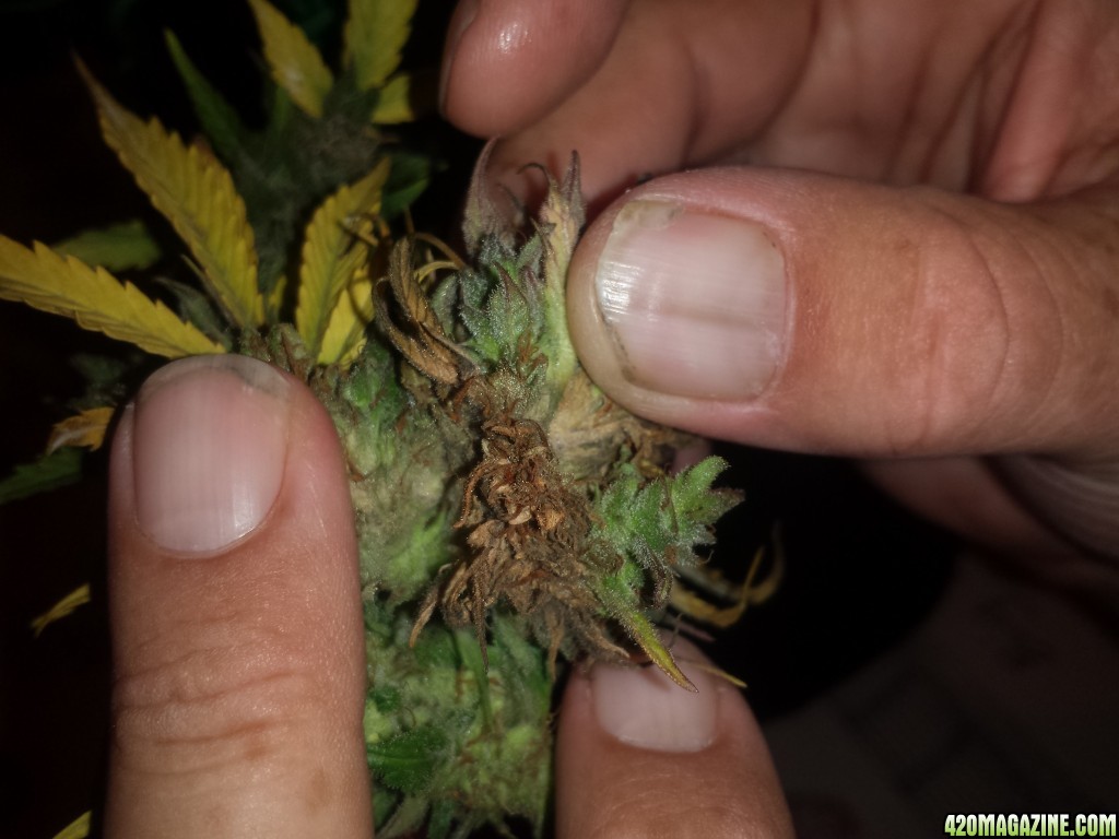 Bud rot?