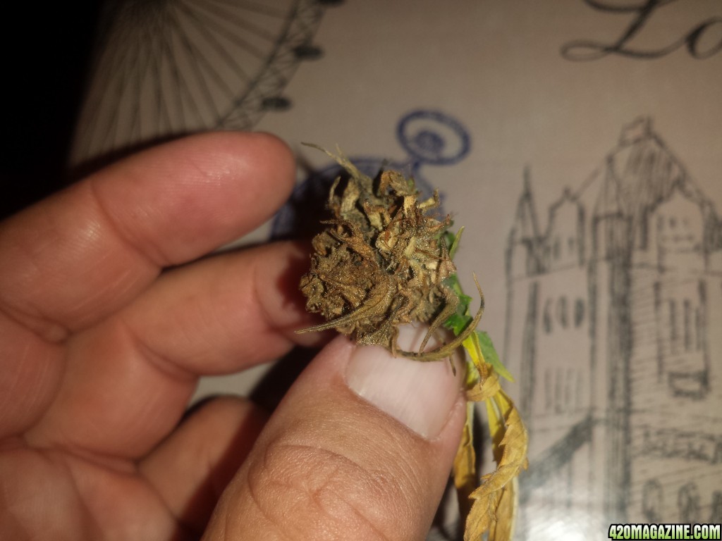 Bud rot?