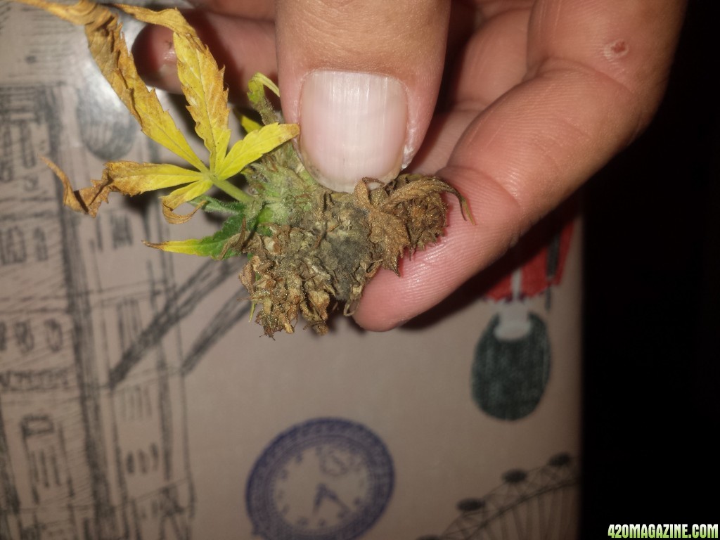 Bud rot?