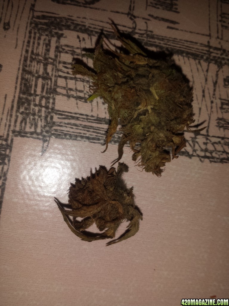 Bud rot?