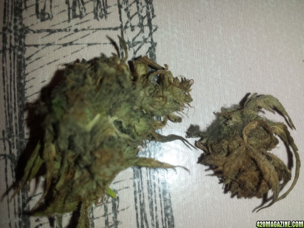 Bud rot?