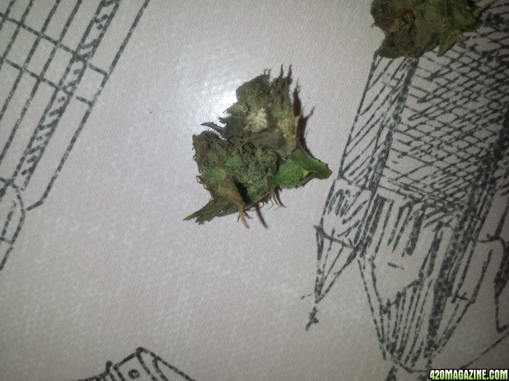 Bud rot?