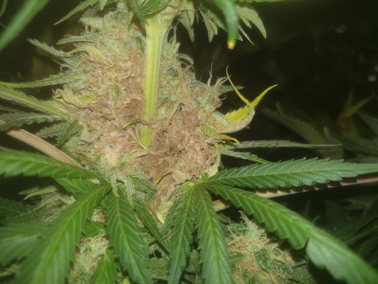 Bud Rot