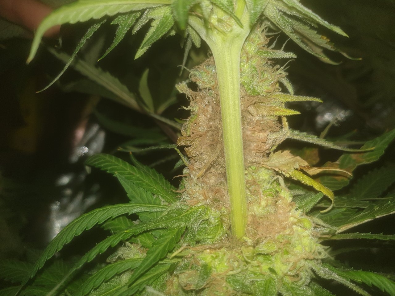 Bud rot