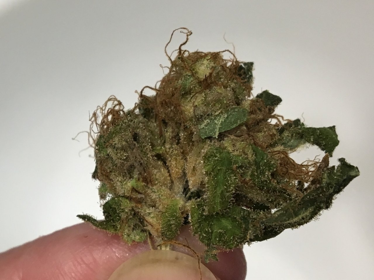 bud rot