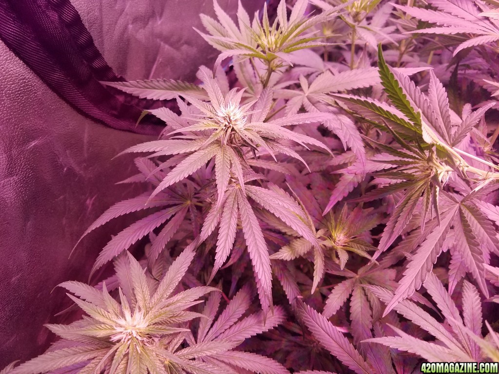 bud shot 29 days in flower